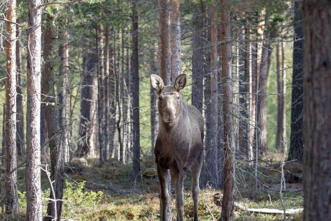 Trolltun Hotel & Hytter Dombås Exteriér fotografie